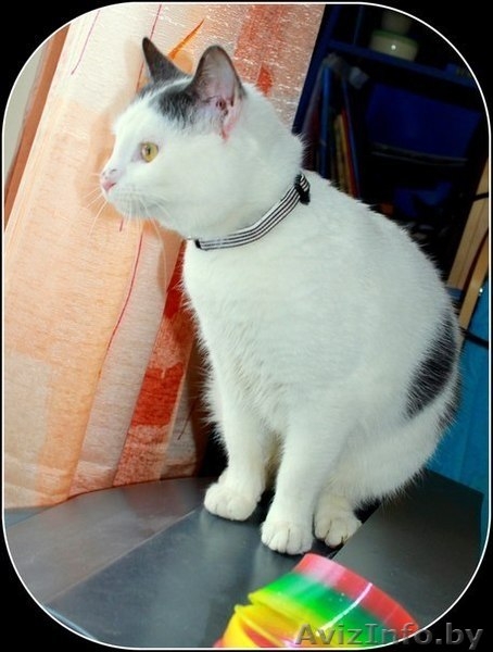 Коты-подростки ищут новый дом - Изображение #1, Объявление #1031596