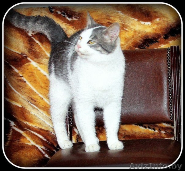 Коты-подростки ищут новый дом - Изображение #3, Объявление #1031596