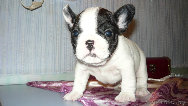 Самые красивые щенки французского бульдога - Изображение #3, Объявление #1036002