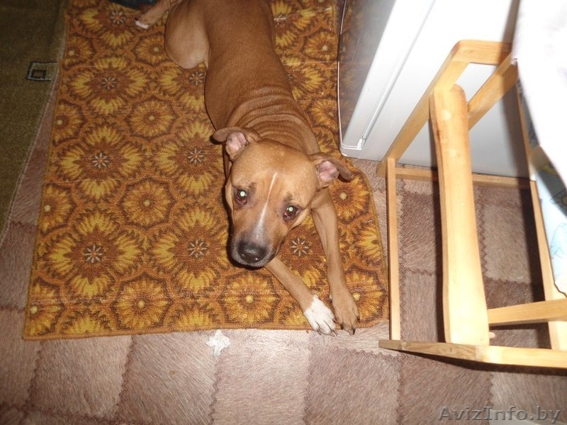 Ника - стаффордширский терьер в дар - Изображение #2, Объявление #1031394