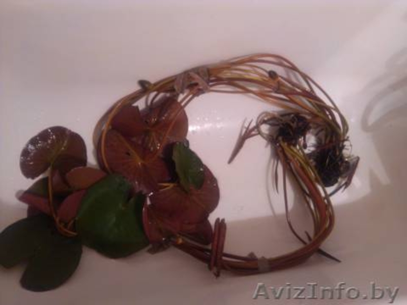 Водная лилия -нимфея - Изображение #2, Объявление #1097299