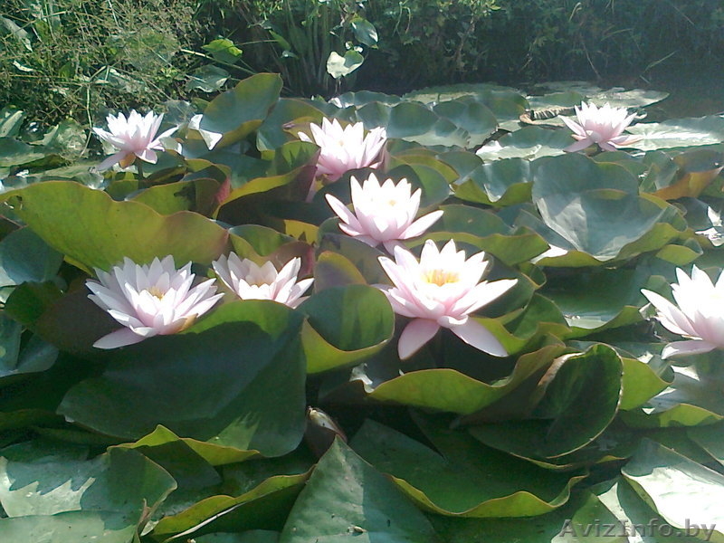Водная лилия -нимфея - Изображение #3, Объявление #1097299