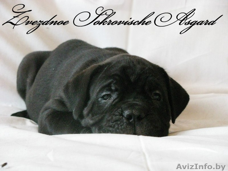 Элитные щенки итальянского кане корсо - Изображение #6, Объявление #1123905