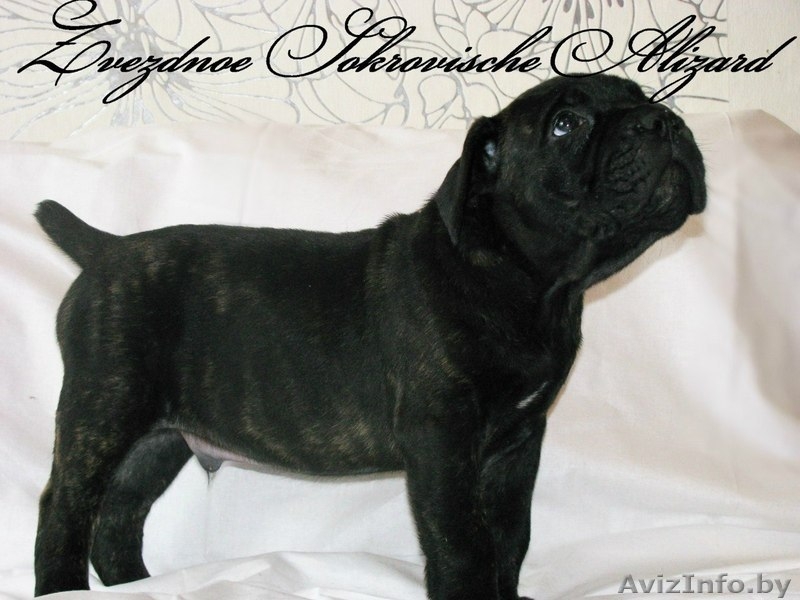 Элитные щенки итальянского кане корсо - Изображение #1, Объявление #1123905