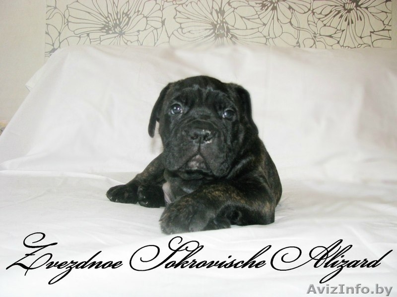 Элитные щенки итальянского кане корсо - Изображение #2, Объявление #1123905