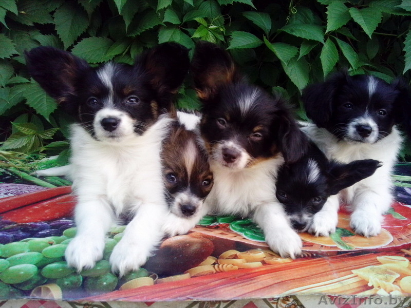 Высокопородные щенки папильонов от чемпионов - Изображение #3, Объявление #1117090