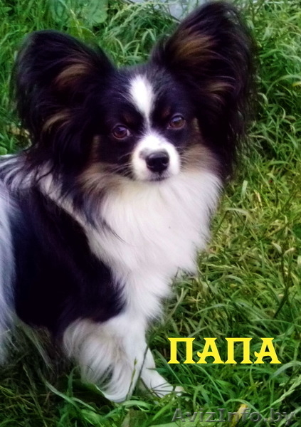 Высокопородные щенки папильонов от чемпионов - Изображение #1, Объявление #1117090