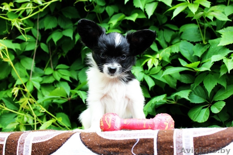 Высокопородные щенки папильонов от чемпионов - Изображение #5, Объявление #1117090