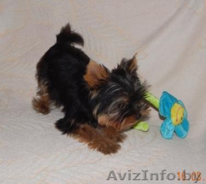 Щенок йоркширского терьера  мини кабель - Изображение #1, Объявление #1134333