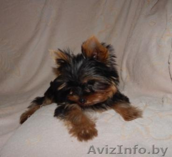 Щенок йоркширского терьера  мини кабель - Изображение #3, Объявление #1134333