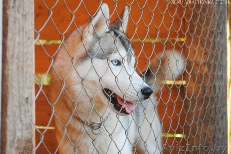 Хаски, шикарный импортный кобель для вязки - Изображение #4, Объявление #1146613