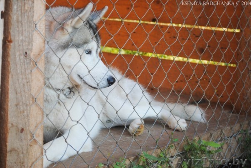 Хаски, шикарный импортный кобель для вязки - Изображение #2, Объявление #1146613