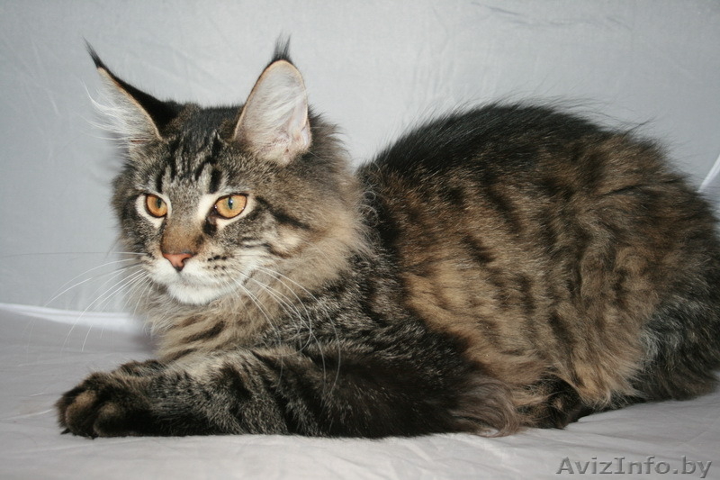 Котята мейн-кун из питомника - Изображение #2, Объявление #1168287