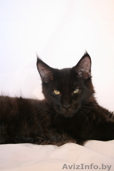 Котята мейн-кун из питомника - Изображение #3, Объявление #1168287