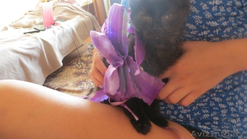 маленький котёнок ищет хороших добрых людей, кому подарить свою ласку! - Изображение #2, Объявление #1165493