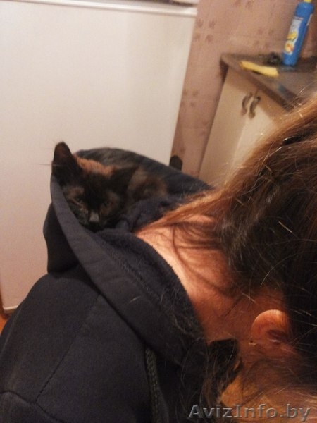 маленький котёнок ищет хороших добрых людей, кому подарить свою ласку! - Изображение #4, Объявление #1165493