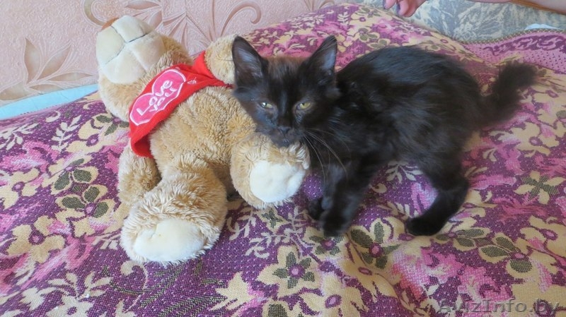 маленький котёнок ищет хороших добрых людей, кому подарить свою ласку! - Изображение #1, Объявление #1165493