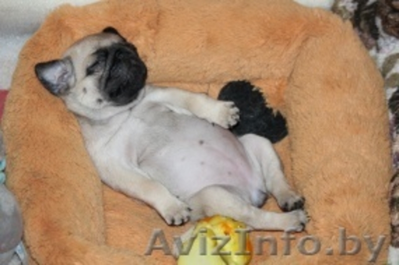 Продам  щеночков мопса. Срочно! - Изображение #1, Объявление #1185831