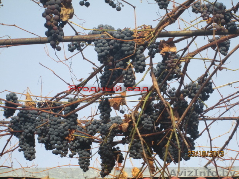 Саженцы  клубники  г.Витебск -  Беларусь - Изображение #2, Объявление #1024261