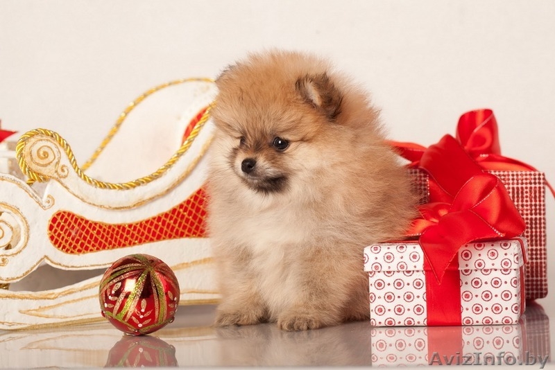 Щенки померанский шпиц карликовый от родителей чемпионов - Изображение #1, Объявление #1197355
