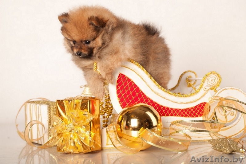 Щенки померанский шпиц карликовый от родителей чемпионов - Изображение #2, Объявление #1197355