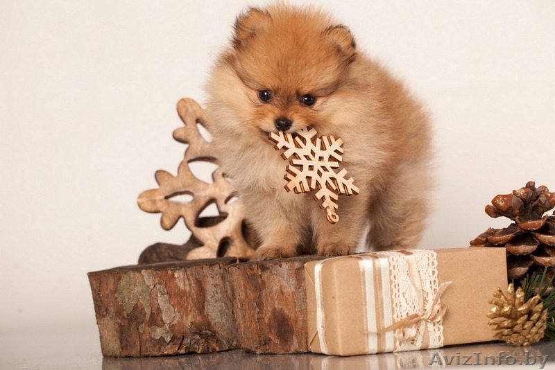 Щенки померанский шпиц карликовый от родителей чемпионов - Изображение #3, Объявление #1197355