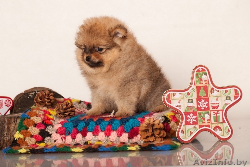 Щенки померанский шпиц карликовый от родителей чемпионов - Изображение #4, Объявление #1197355