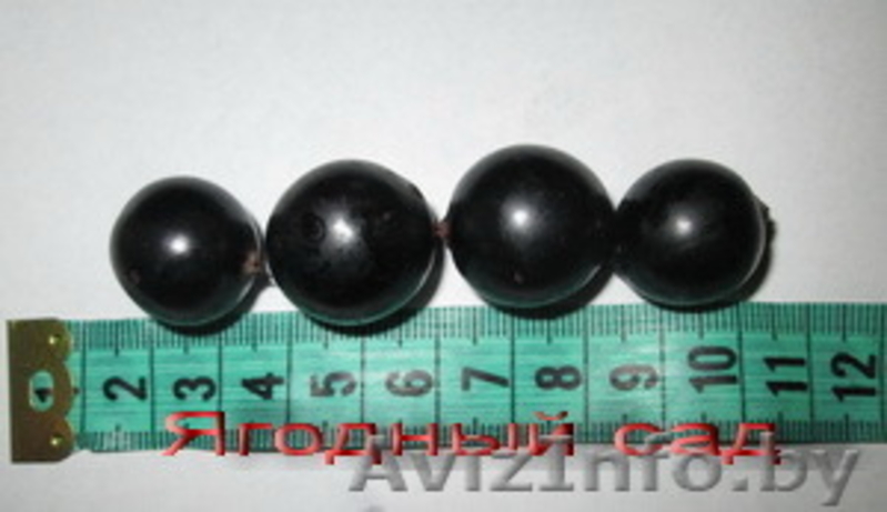 Саженцы клубники в Белоруссии -50 лучших сортов  - Изображение #3, Объявление #856144