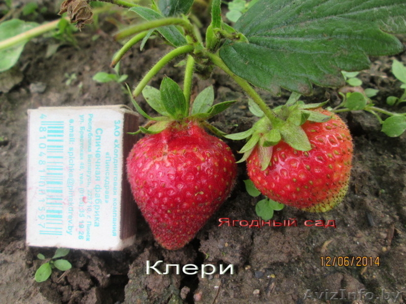 Саженцы клубники в Белоруссии -50 лучших сортов  - Изображение #6, Объявление #856144
