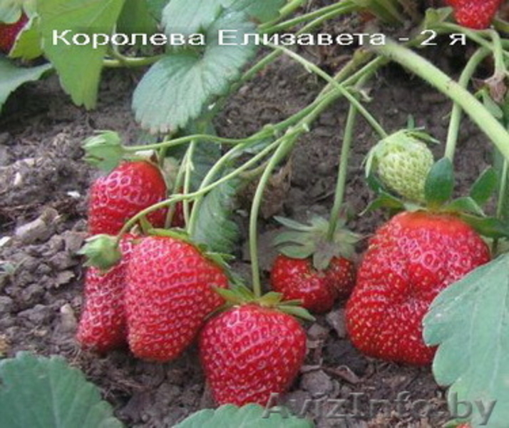 Саженцы клубники в Белоруссии -50 лучших сортов  - Изображение #4, Объявление #856144