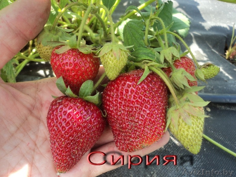 Саженцы  клубники  г.Витебск -  Беларусь - Изображение #1, Объявление #1024261