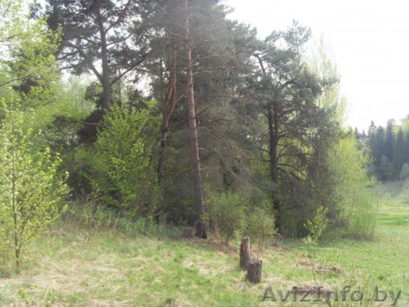 Продажа дома на хуторе в Поставской обл.  - Изображение #7, Объявление #1199433