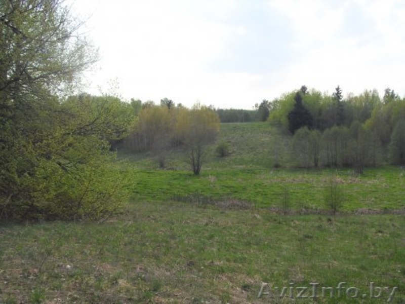 Продажа дома на хуторе в Поставской обл.  - Изображение #4, Объявление #1199433