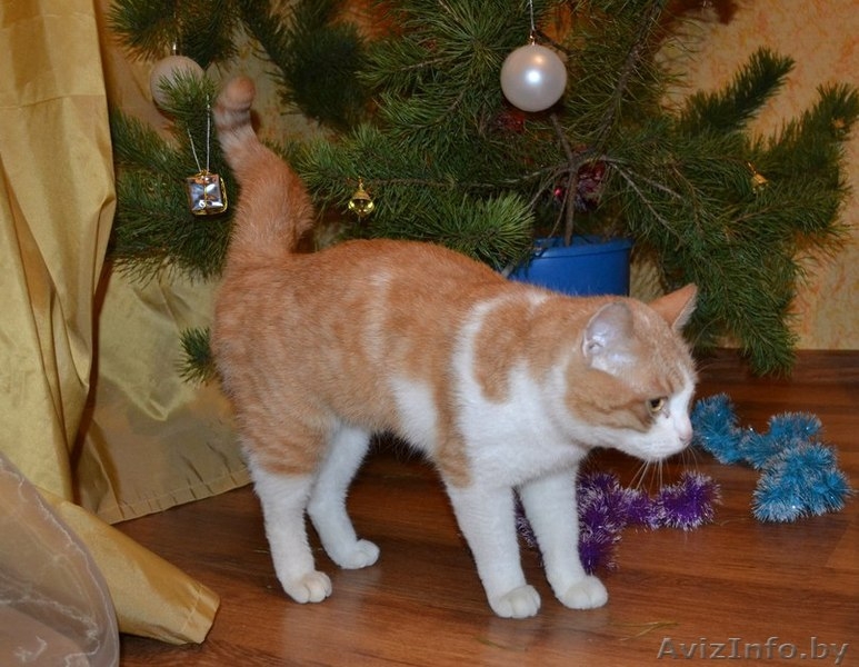 Ласковое рыже-белое солнышко отдается в самые лучшие ручки! - Изображение #1, Объявление #1202041