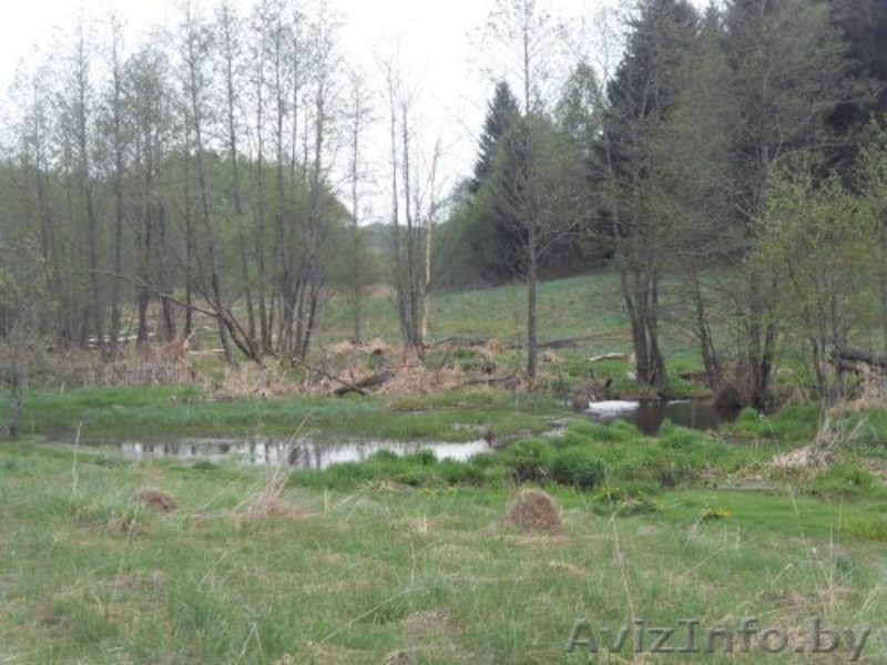 Продажа дома на хуторе в Поставской обл.  - Изображение #6, Объявление #1199433