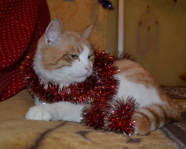 Ласковое рыже-белое солнышко отдается в самые лучшие ручки! - Изображение #2, Объявление #1202041