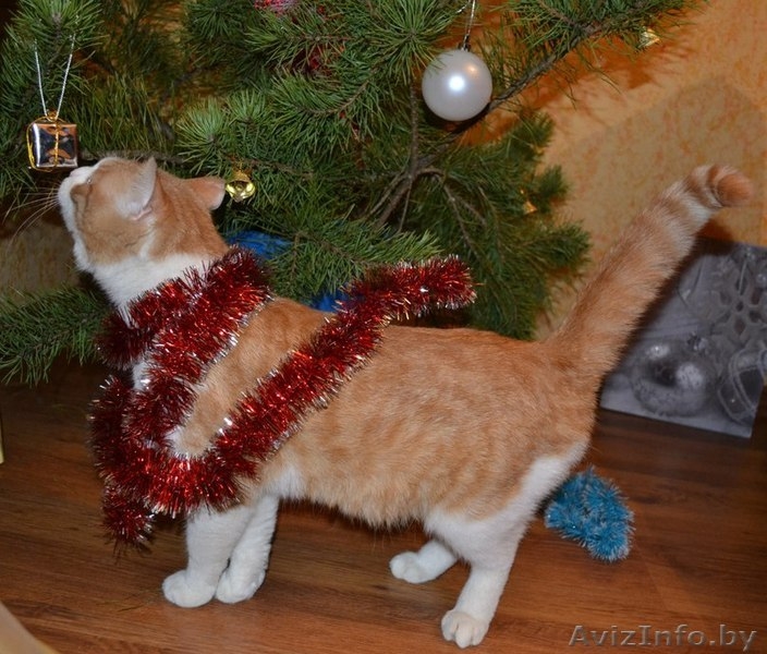 Ласковое рыже-белое солнышко отдается в самые лучшие ручки! - Изображение #9, Объявление #1202041