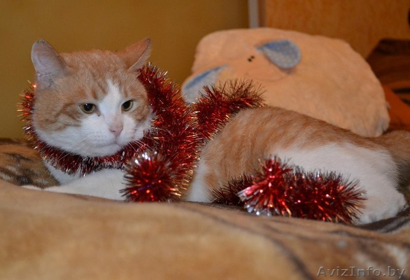 Ласковое рыже-белое солнышко отдается в самые лучшие ручки! - Изображение #6, Объявление #1202041