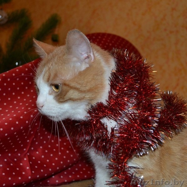 Ласковое рыже-белое солнышко отдается в самые лучшие ручки! - Изображение #10, Объявление #1202041