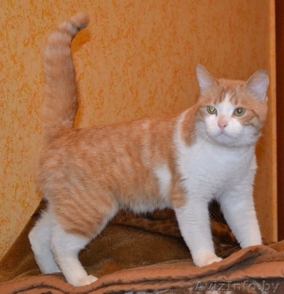 Ласковое рыже-белое солнышко отдается в самые лучшие ручки! - Изображение #5, Объявление #1202041