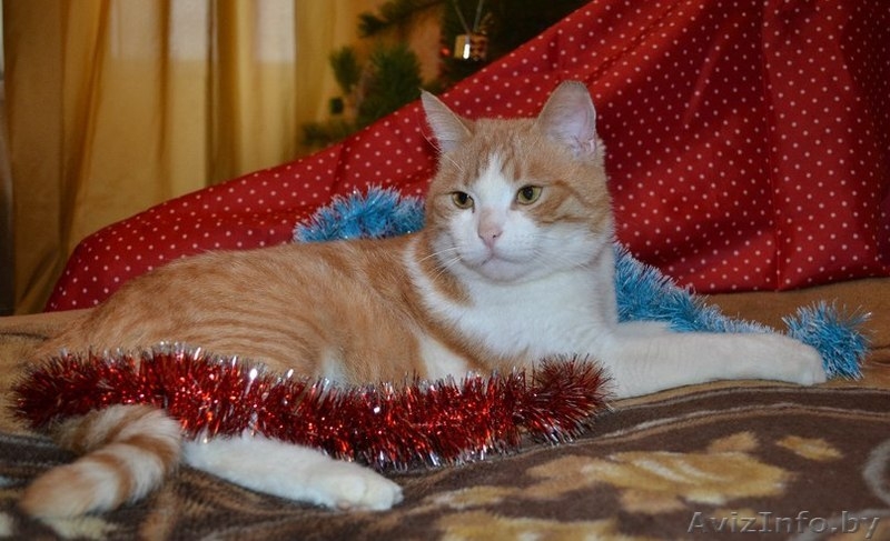 Ласковое рыже-белое солнышко отдается в самые лучшие ручки! - Изображение #7, Объявление #1202041