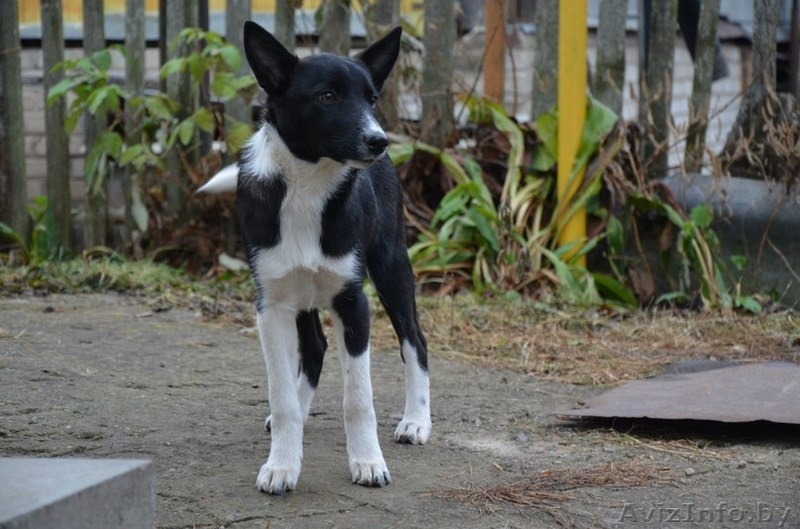Четыре щенка ищут самые лучшие ручки на свете! Детки в дар - Изображение #3, Объявление #1202038