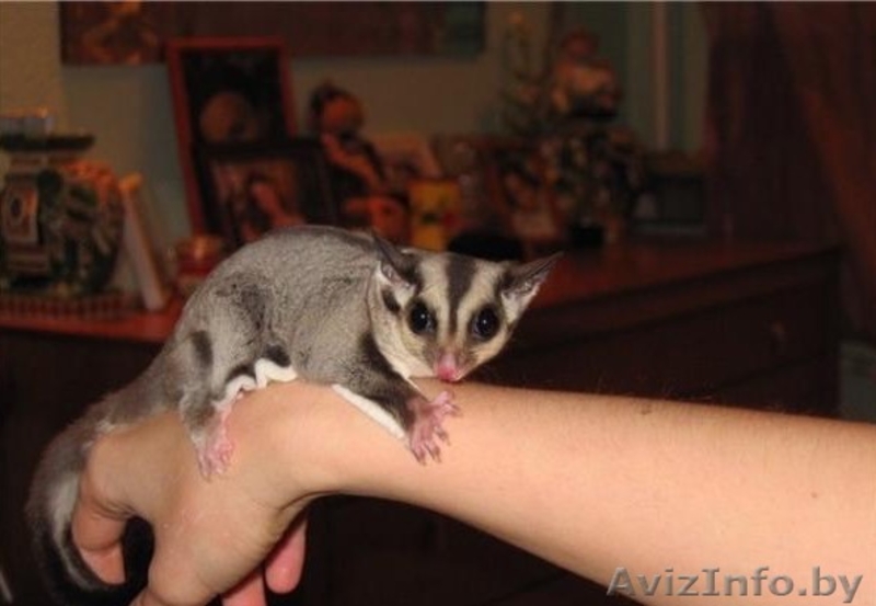 Белочка летяга Поссумы  - Изображение #2, Объявление #1241948