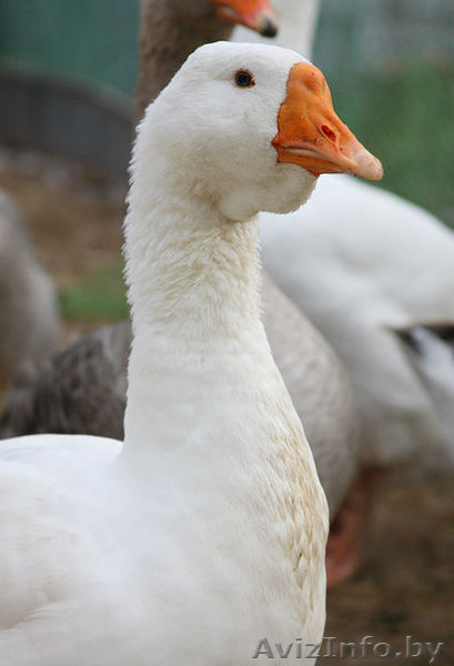 Продам гусят линдовской породы - Изображение #1, Объявление #1248039
