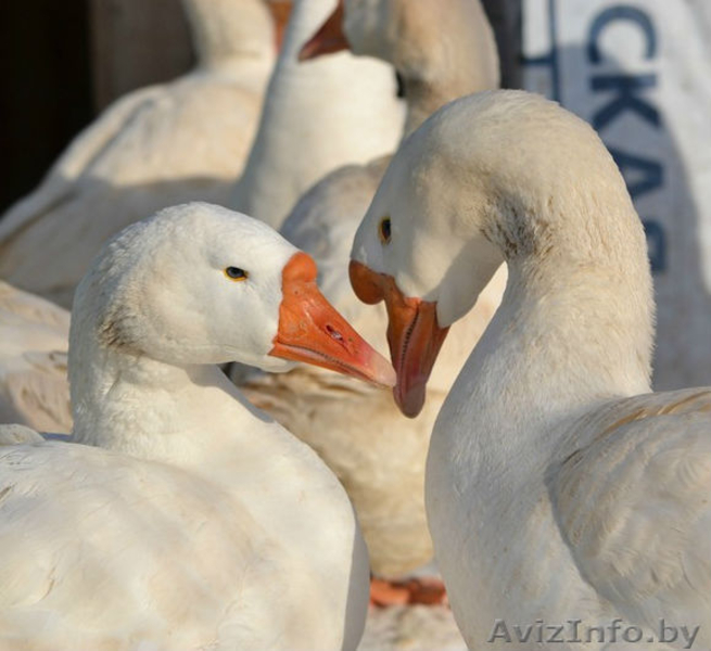 Продам гусят линдовской породы - Изображение #4, Объявление #1248039