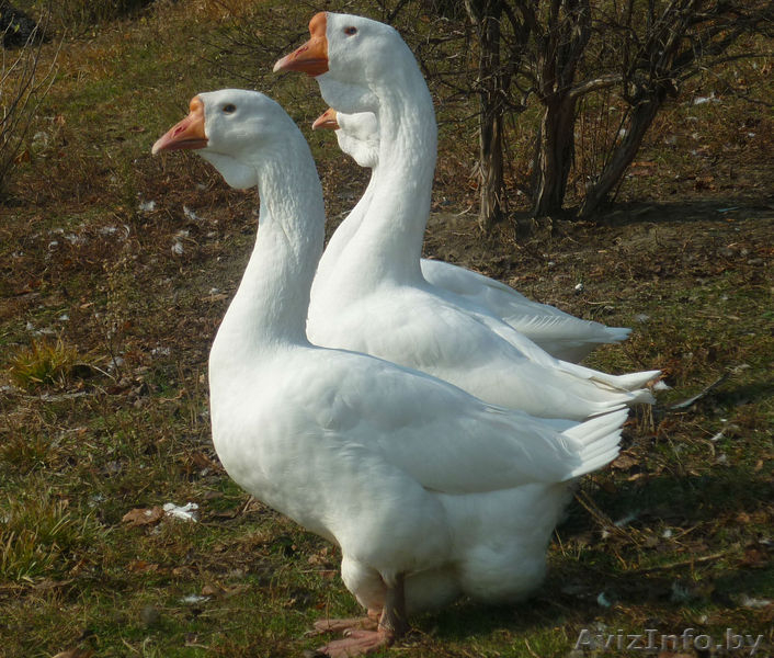 Продам гусят линдовской породы - Изображение #3, Объявление #1248039