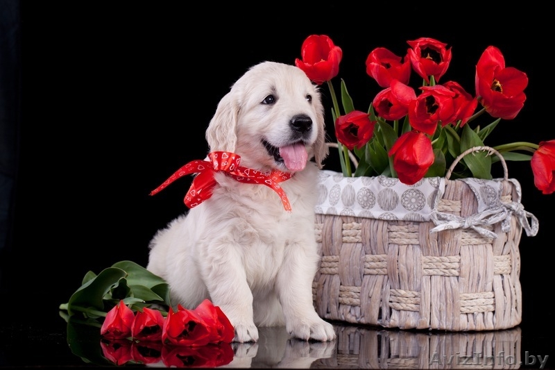 Золотистый (голден) ретривер щенки - Изображение #1, Объявление #1291953