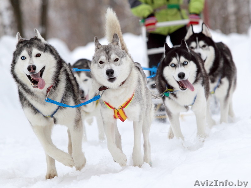 Карелия из Минска и Витебска на 12.12.2015 и 19.12.2015 - Изображение #1, Объявление #1329921