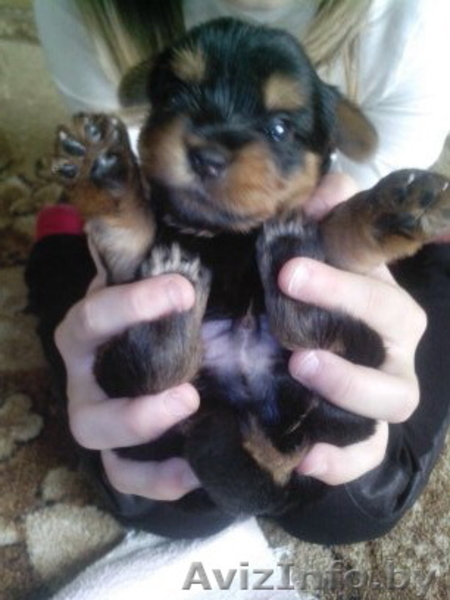 Щенки йоркширского терьер - Изображение #2, Объявление #1342696