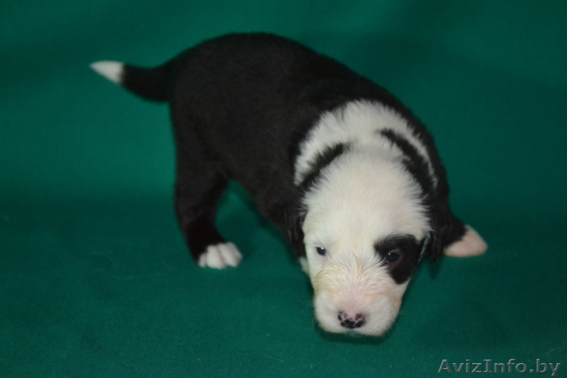 бобтейлы в Витебске - Изображение #1, Объявление #1335902